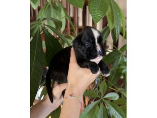 Cuccioli di boxer