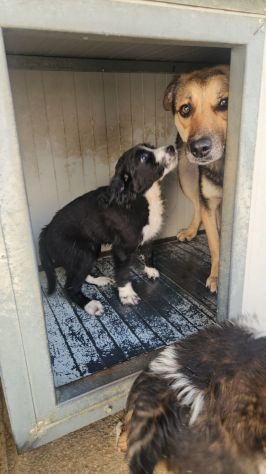 Martina: cucciola taglia contenuta - Foto 5