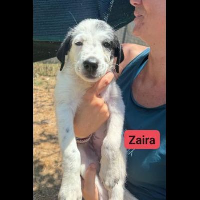CUCCIOLI IN ADOZIONE ZACK, ZAGOR, ZAIRA. - Foto 6