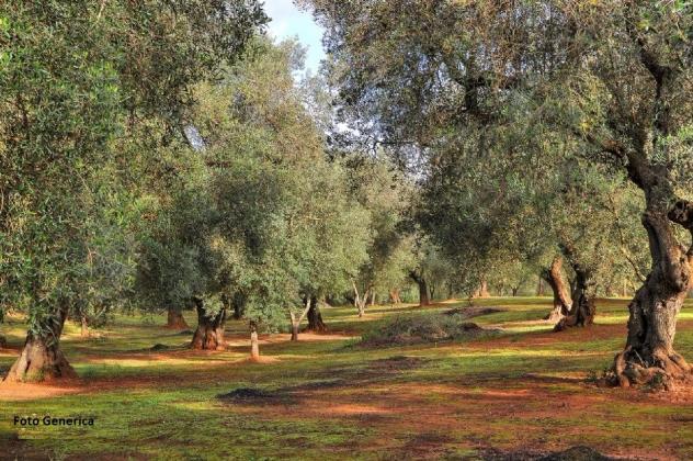 Terreno agricolo in vendita a Buti 5000 mq  Rif: 1406058