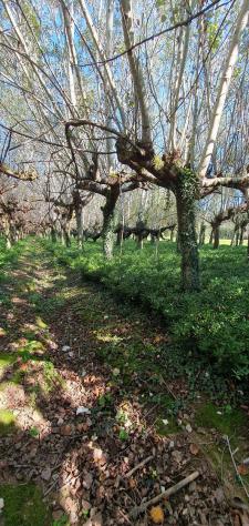 Terreno agricolo in vendita a Segromigno In Piano - Capannori 3000 mq Rif: 1370882 - Foto 7