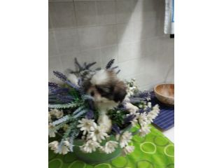 Cuccioli di schizu