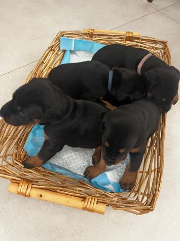 Dolcissimi cuccioli di Dobermann cercano una casa piena d’amore - Foto 8