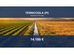 Immobile in asta di 4730 m² in vendita a Terricciola
