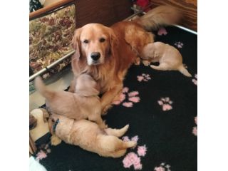 Golden Retriever Americano con Pedigree