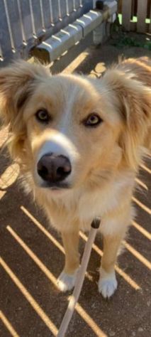 GAETANO MIX BORDER COLLIE CANE IN ADOZIONE