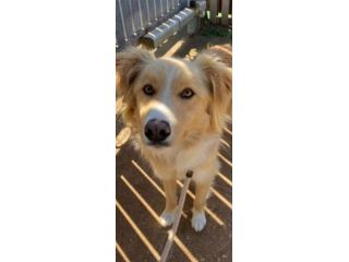 GAETANO MIX BORDER COLLIE CANE IN ADOZIONE
