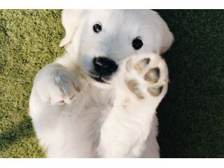 Cuccioli di golden retriever Bianchi