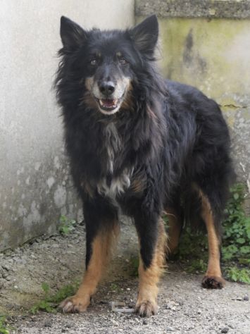 Patrik, una vita in canile - Foto 3