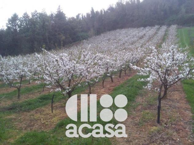 AZIENDA AGRICOLA SAN CARLO - Foto 8