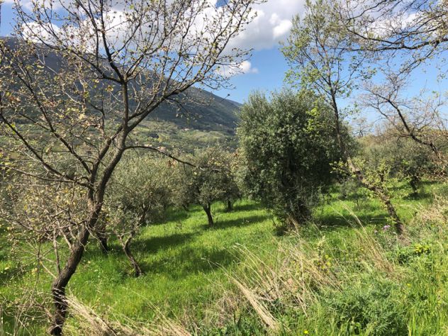 Roccadaspide loc. Fonte terreno agricolo - Foto 5