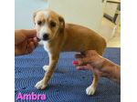 AMBRA,cucciola mix volpino breton
