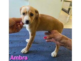 AMBRA,cucciola mix volpino breton