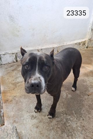 NONNA ESTIA PITBULL 11 ANNI