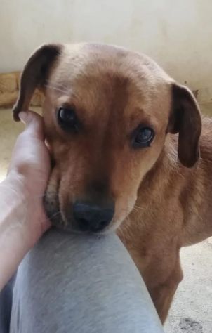 VICTOR TIMIDO E TRANQUILLO, CAGNOLINO IN ADOZIONE