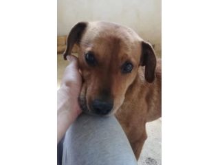 VICTOR TIMIDO E TRANQUILLO, CAGNOLINO IN ADOZIONE