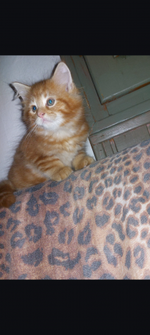 Cuccioli di Maine coon Red - Foto 6