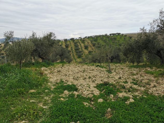 Terreno e casolare Città Sant'Angelo - Foto 5