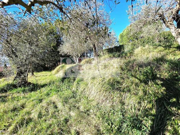 TERRENO AGRICOLO CON RICOVERO ATTREZZI - Foto 2