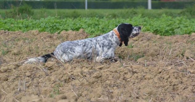 Allenamento e/o Addestramento Cani da Caccia (preferibilmente Setter Inglesi)