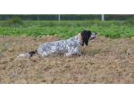 Allenamento e/o Addestramento Cani da Caccia (preferibilmente Setter Inglesi)