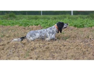 Allenamento e/o Addestramento Cani da Caccia (preferibilmente Setter Inglesi)
