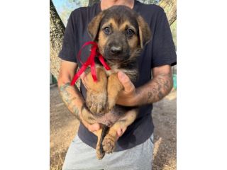 Regalo cuccioli incrocio Labrador pastore