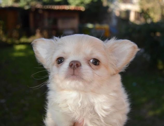 Cuccioli chihuahua - Foto 2