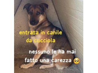 ALICE 5 ANNI 15 kg circa IN CANILE DA SEMPRE…