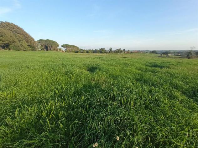 Terreno Agricolo - Rif. 2445 - Foto 5
