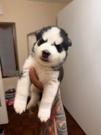 Cuccioli Husky - Foto 2