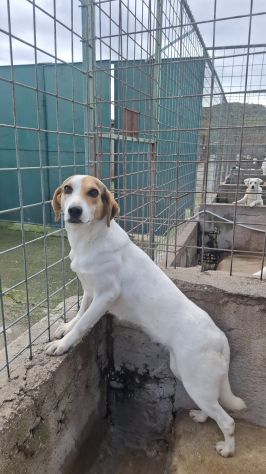 BRENDA 3 ANNI 18 KG circa - Foto 4