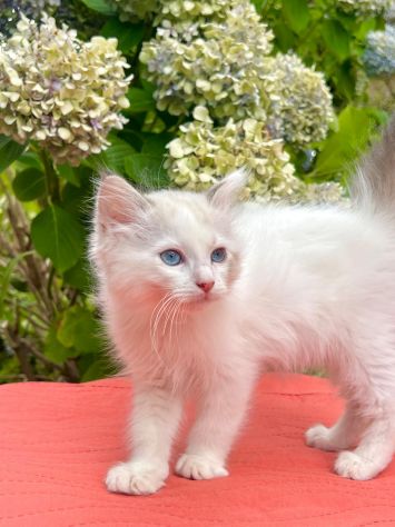 cucciolo di ragdoll - Foto 4