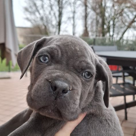 Cuccioli cane corso - Foto 4
