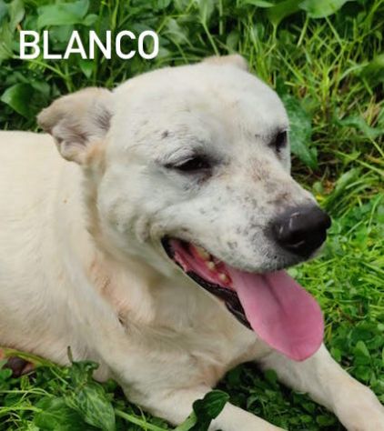 Blanco