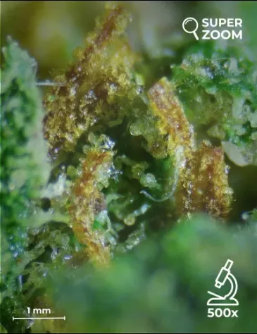 Mimosa - Foto 4