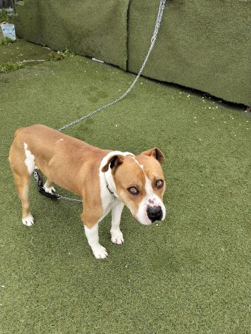 Urgente cagnolino cerca adozione - Foto 4