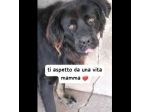 BLACKY TANTO BUONO, CANE IN ADOZIONE