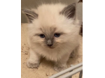 Bellissimi gattini di Ragdoll