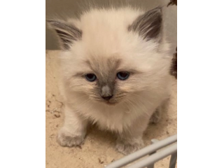 Bellissimi gattini di Ragdoll