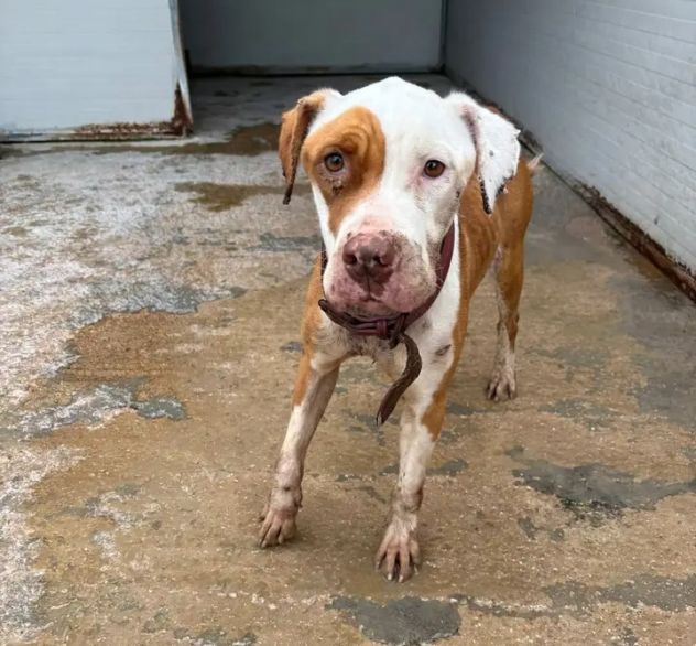 Pitbull femmina 3anni FINITA IN CANILE DISPERATA.