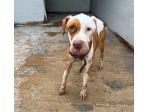 Pitbull femmina 3anni FINITA IN CANILE DISPERATA.