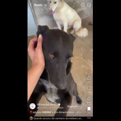 EBONY CATTURA IL CUORE CANE IN ADOZIONE - Foto 6
