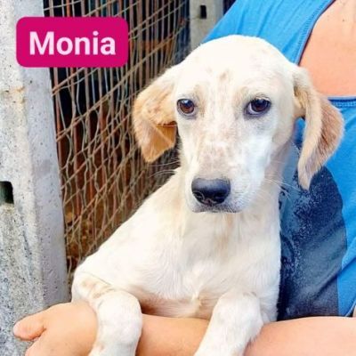 HURRA' E MONIA INVISIBILI FRA GLI INVISIBILI CAGNOLINE IN ADOZIONE - Foto 9
