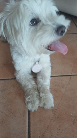 Dog sitter