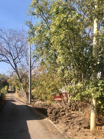 Vendesi terreno agricolo a Santa Venerina strada provinciale - Foto 4