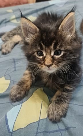Maine coon cuccioli bellissimi - Foto 7