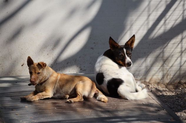 Bonnie: adozione del cuore - Foto 2