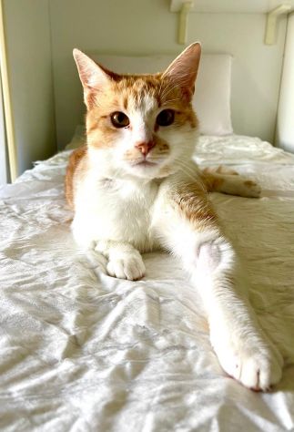 Red meraviglioso gattino cerca famiglia - Foto 4