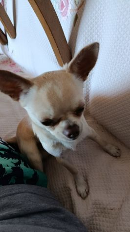 Splendido maschietto di chihuahua - Foto 3
